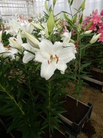 [4291 Mandaro VWS No01.JPG]